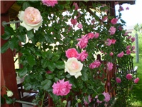 2f5ace02-Picture 2269.jpg